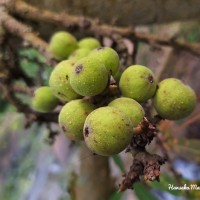 Ficus racemosa L.